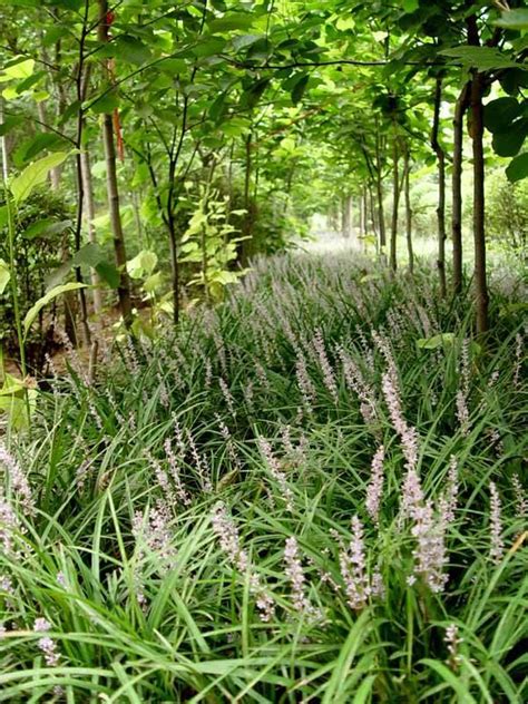 陰性植物|園藝｜40種耐陰植物，沒有光照也能活